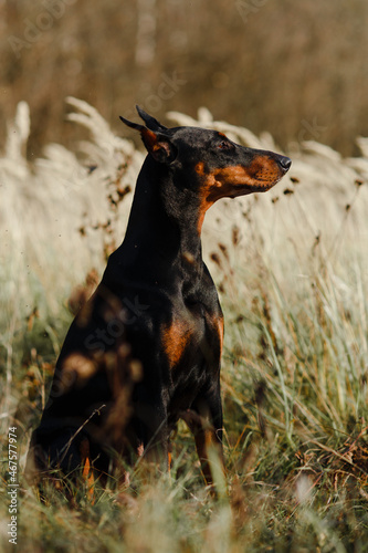 beautiful black with brown dog breed Doberman in the field