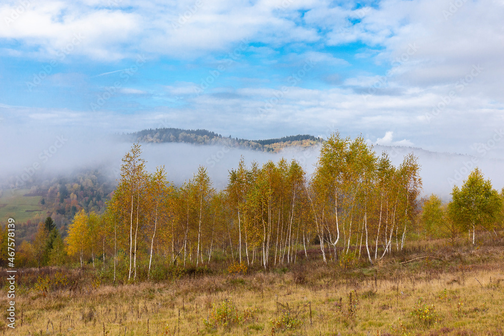 Fabulous autumn nature with yellow birches in the foreground. Autumn in the Carpathian mountains with fog and golden trees. Beauty of nature concept background.