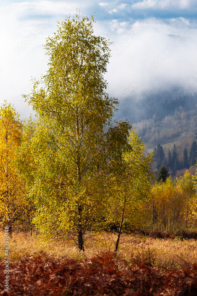 Fototapeta premium Fabulous autumn nature with yellow birches in the foreground. Autumn in the Carpathian mountains with fog and golden trees. Beauty of nature concept background.