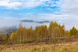 Fabulous autumn nature with yellow birches in the foreground. Autumn in the Carpathian mountains with fog and golden trees. Beauty of nature concept background.