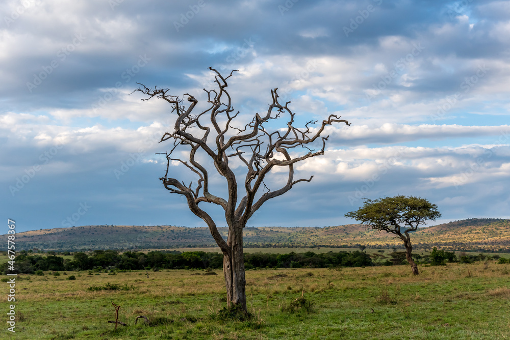 Landscape View of Serengeti Park including trees in Tanzania - obrazy, fototapety, plakaty 