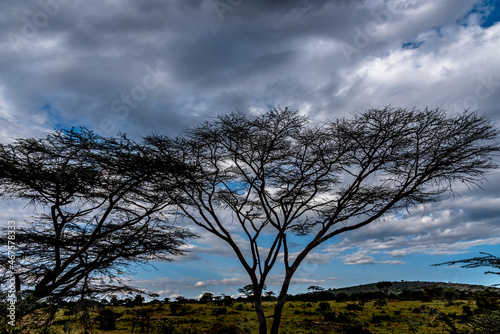 Landscape View of Serengeti Park including trees in Tanzania