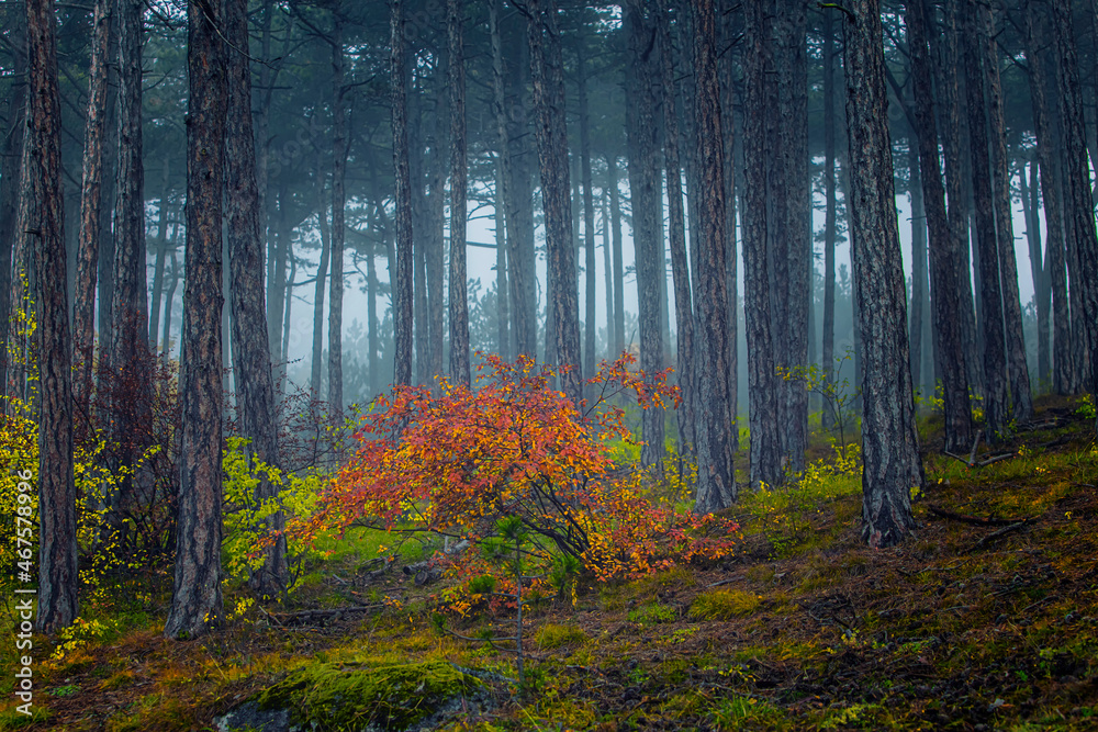 Obraz premium misty autumn forest