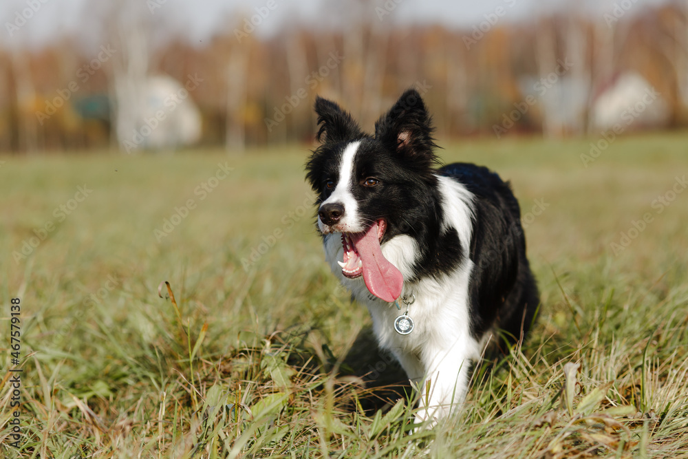 Black and white border collie dog are posing in the field