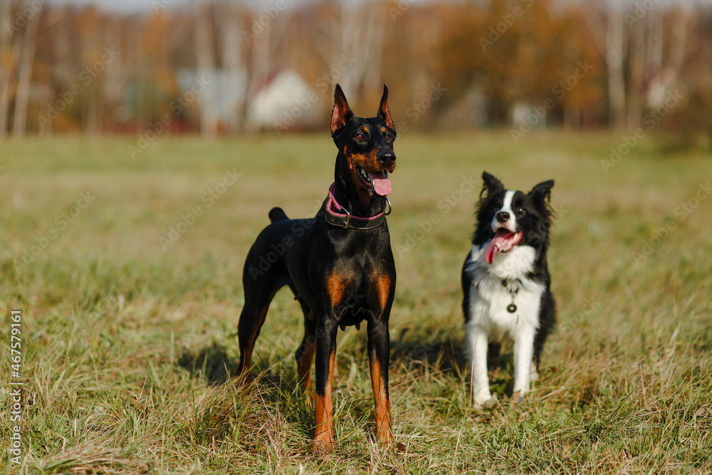 Border collie and doberman are posing in the field