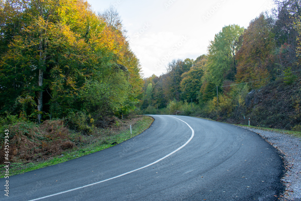 Asphalt road in the forest. A winding road among the trees. Asphalt road in the forest. A winding road among the trees.