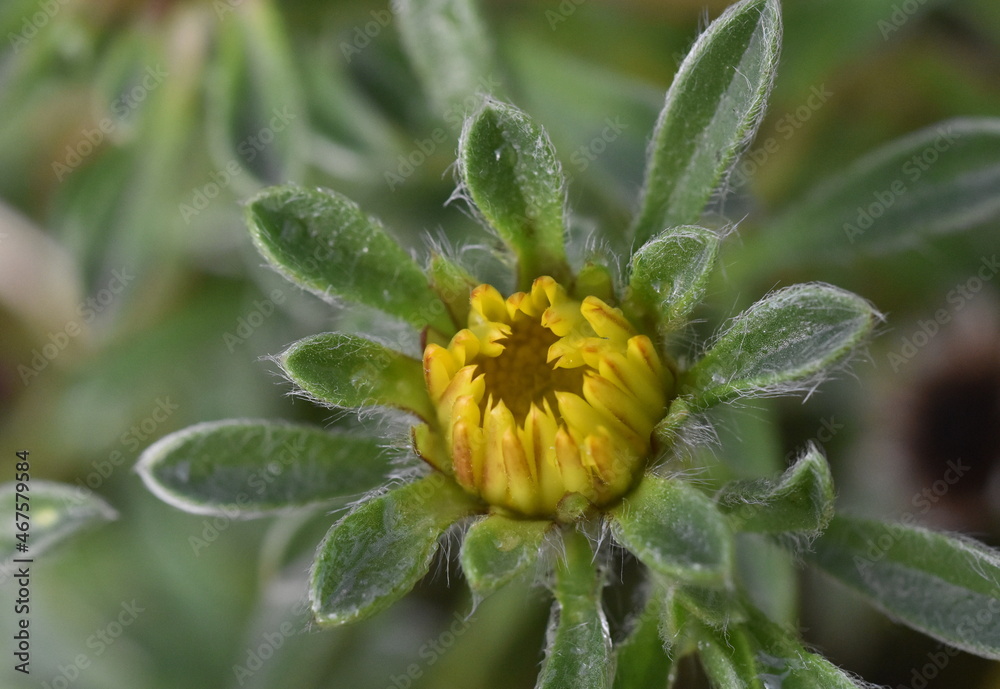 Knospe eines Küstensternauges Knospe eines Küstensternauges
