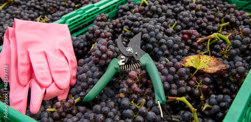 Hampshire, England, UK. 2021. Harvest time in a vineyard, freshly picked Pinot Noit grapes and a pair of secateurs used in the process. Pink rubber gloves for the pickers safety. photo