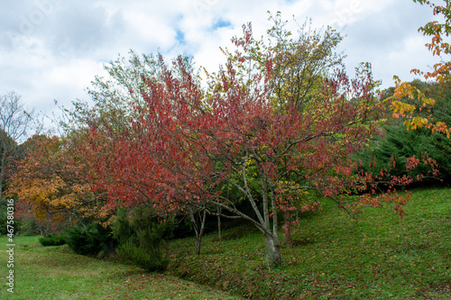 A tree with red flowers. Red tree in the botanical park.