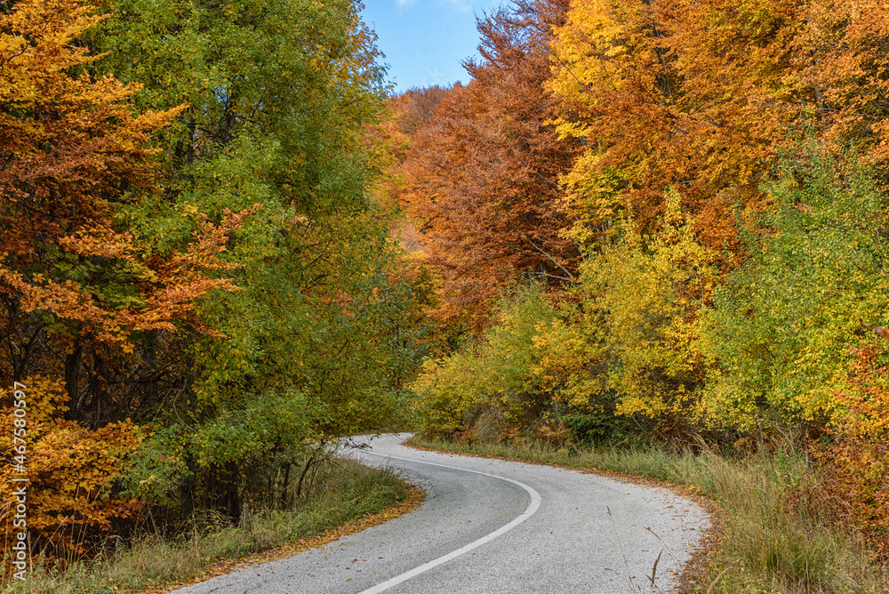 Meandering road through the autumn forest