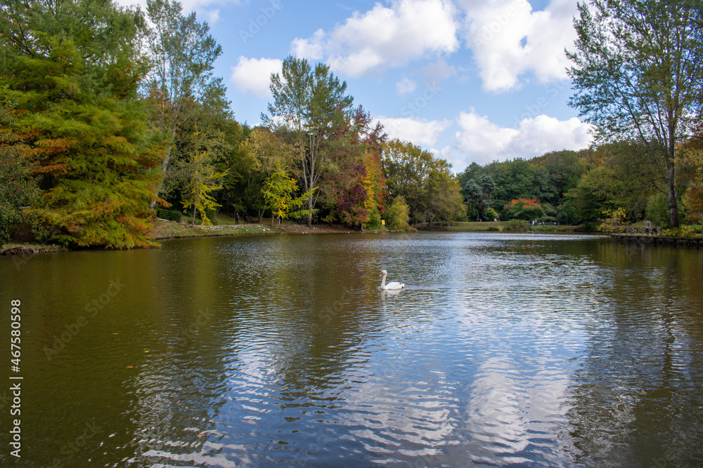 The lake in the forest. Excavations floating in the lake. The lake in the forest. Excavations floating in the lake.