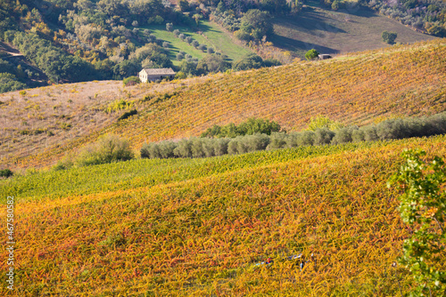 Colorful vineyard in fall, autumn nature landscape