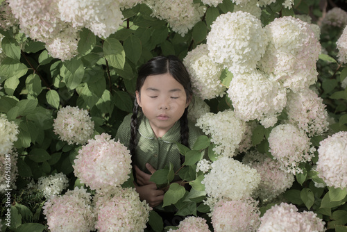 portrait of an asian girl standing within white hortensia  flowers bush in garden photo