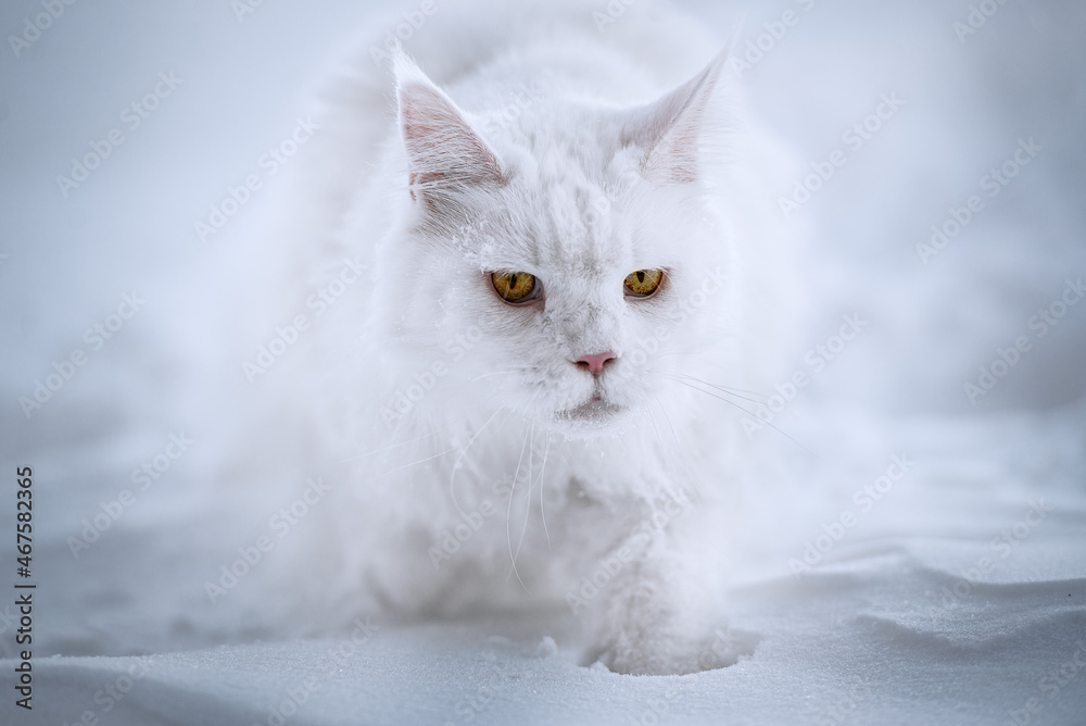 Maine Coon white cat walks in deep snow