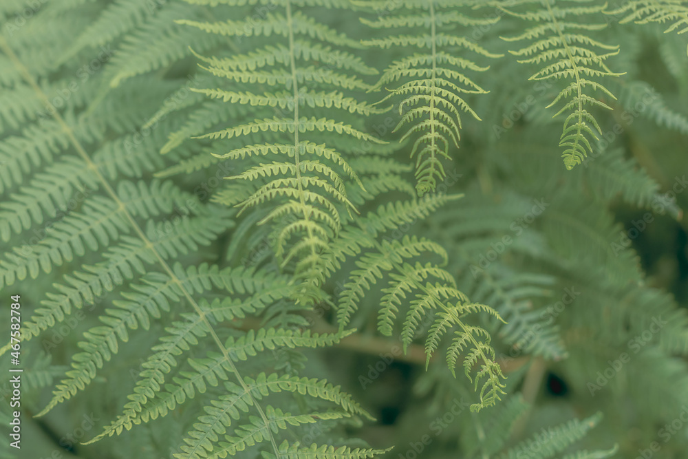Green natural plant fern abstract background