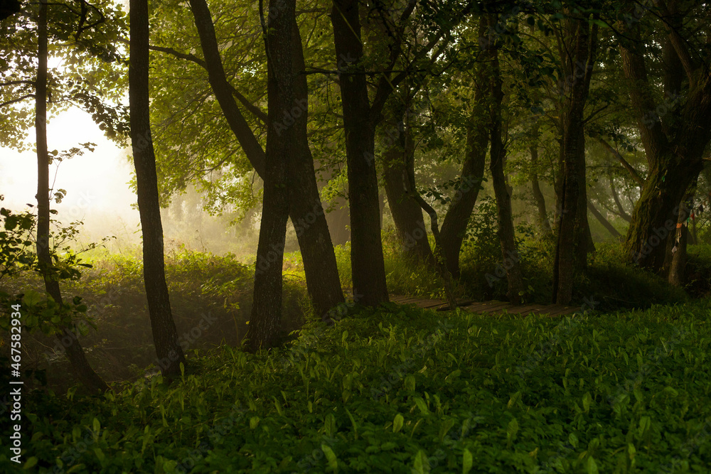Fototapeta premium Gloomy photo of trees with leaves and grass in the forest in nature