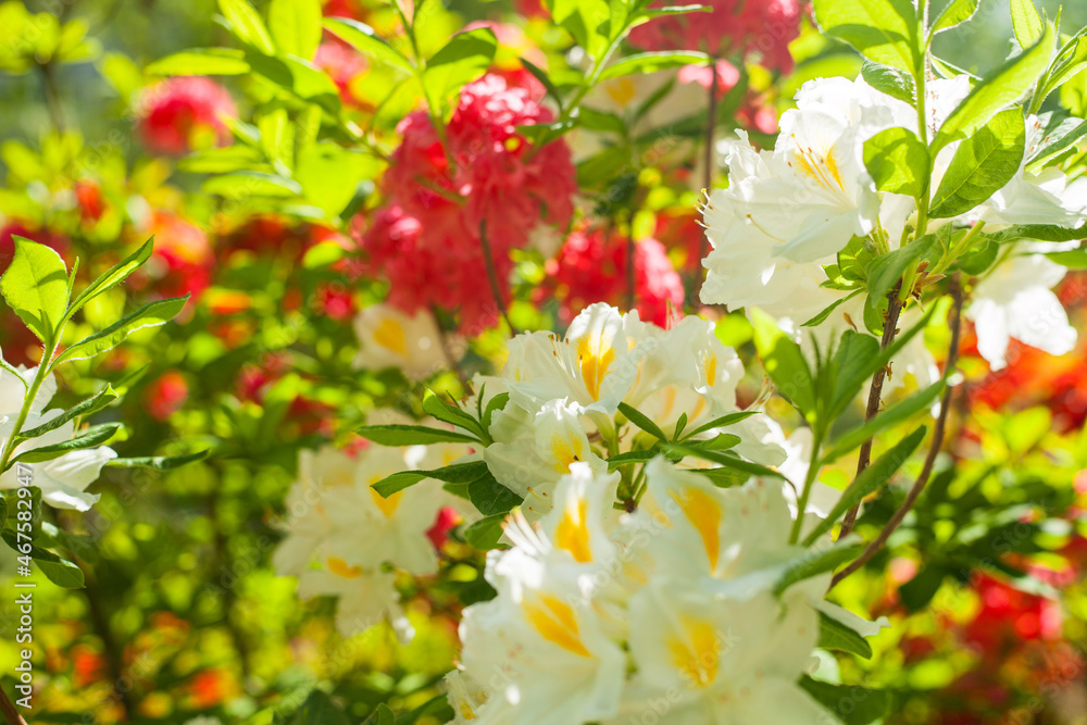 Photo of beautiful white and pink flowers on tree branches against a background of green leaves