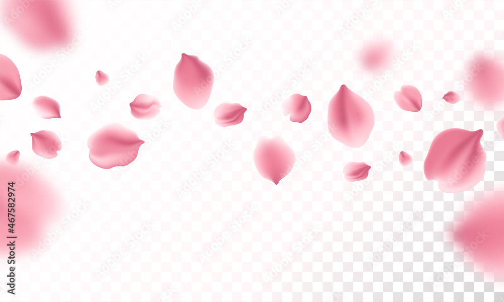 Sakura flying petals on transparent background