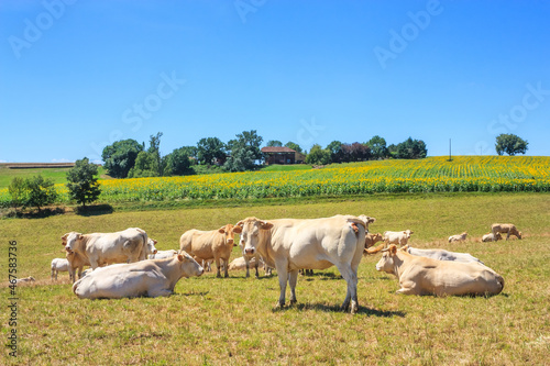 Summer pastoral landscape - view of the grazing herd of Charolais breed cows in the historical province Gascony  the region of Occitanie of southwestern France