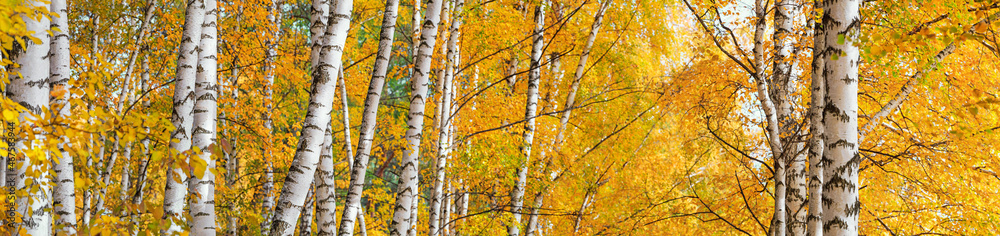 Birch grove on sunny autumn day, beautiful landscape through foliage and tree trunks, panorama, horizontal banner Birch grove on sunny autumn day, beautiful landscape through foliage and tree trunks, panorama, horizontal banner