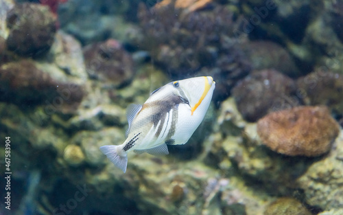 Closeup of a Lagoon Triggerfish in aquarium environment photo
