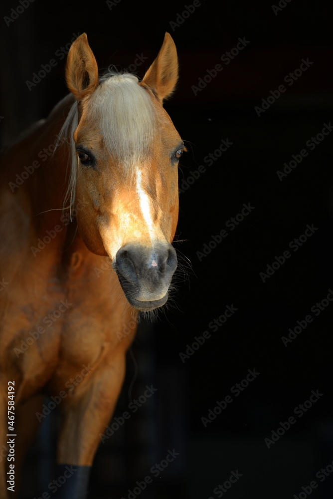 Fototapeta premium Schönes Pferd im Portrait