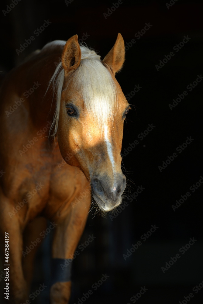 Fototapeta premium Schönes Pferd im Portrait