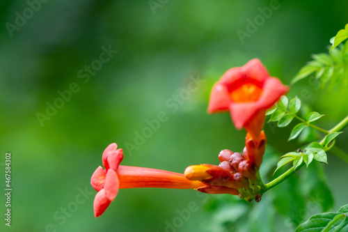 the warm colors of the bignonia flowers photo