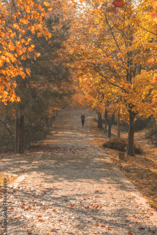 Naklejka premium Autumun colors of the Sariyer, Istanbul