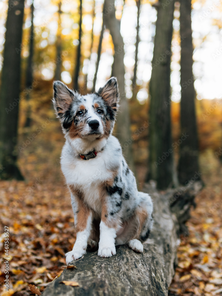Blue merle Border Collie dog at autumn forest. Young dog. Blue merle Border Collie dog at autumn forest. Young dog.