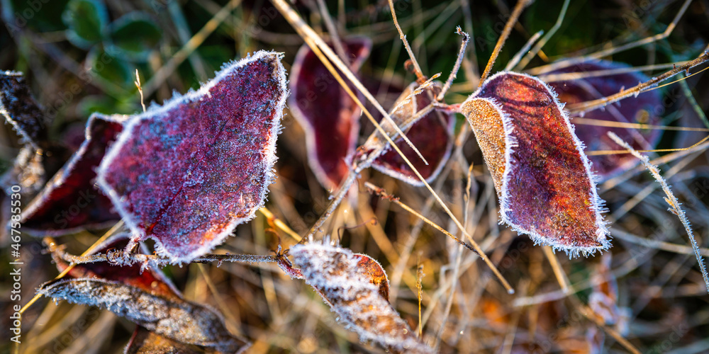 The first frost on the red berry leaves and grass stems in the meadow. Autumn pasture landscape macro photography.