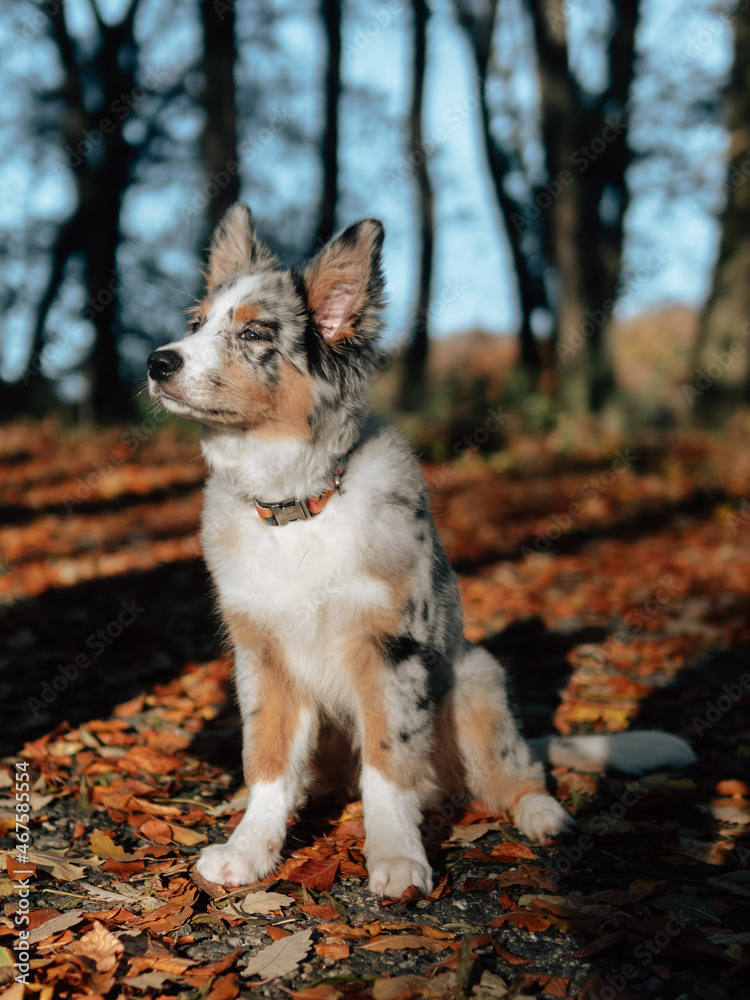 Blue merle Border Collie dog at autumn forest. Young dog. 