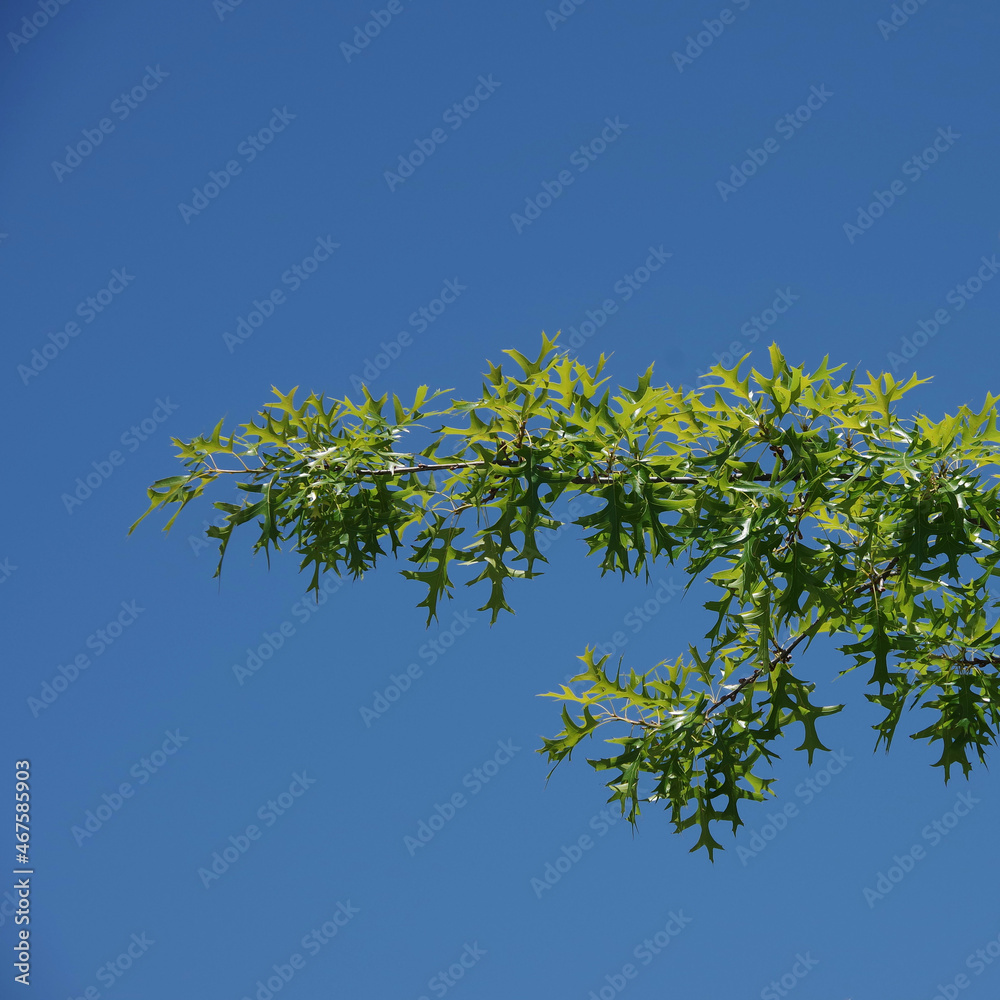 Red oak branch with fresh leaves under blue sky Red oak branch with fresh leaves under blue sky