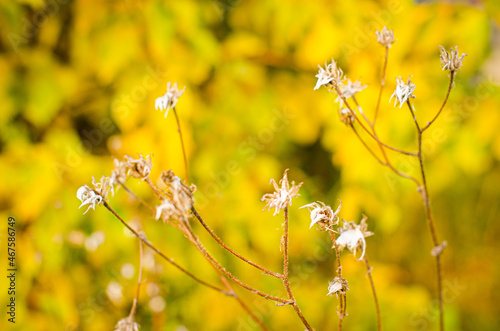 Dry uncultivated flowers on the wild field. golden natural blurred autumn background