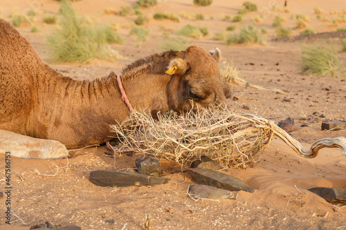 The camel lies on the sand and eats a dry thorny bush. Sahara Desert, Morocco photo