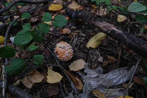 muhomor in the natural environment among the leaves and branches