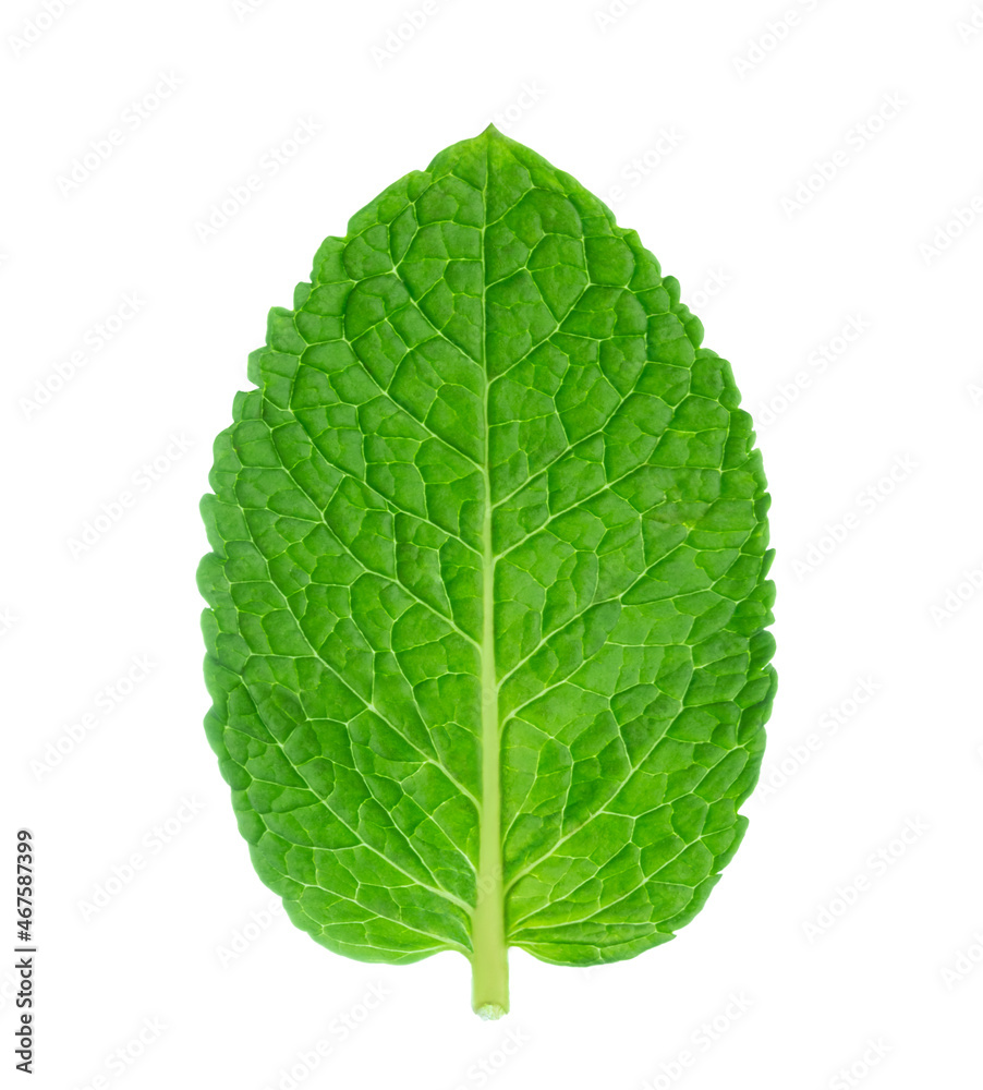 Obraz premium Fresh green mint leaf isolated on white background.