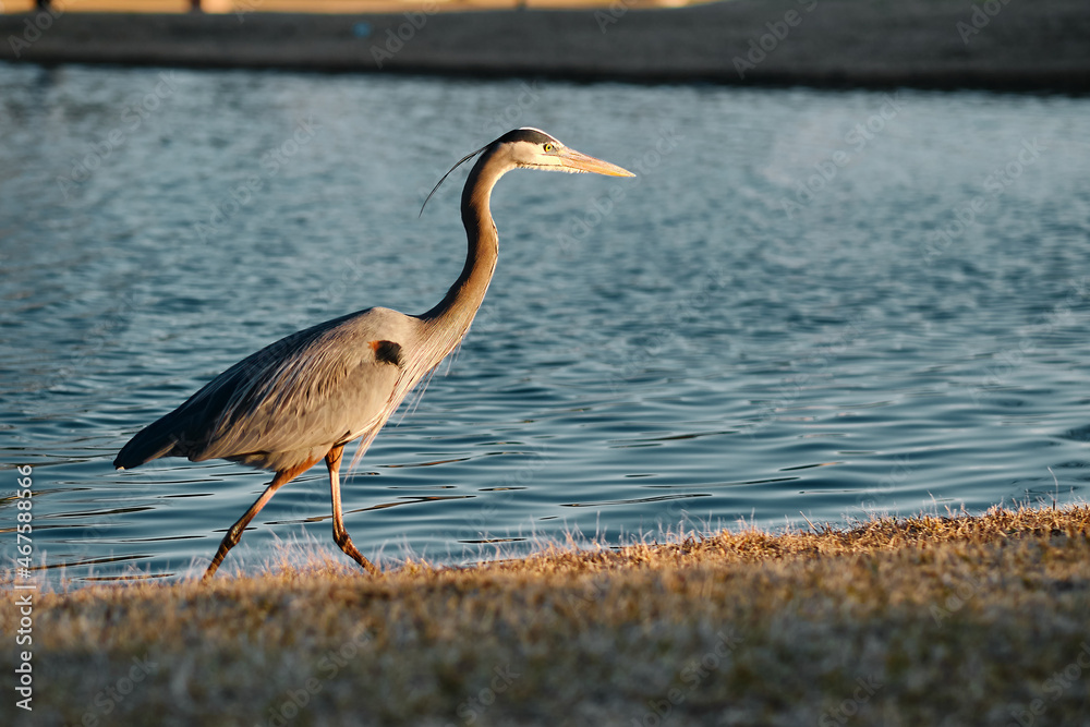 Blue Heron walking in the water of a neighborhood pond with a fountain running in the background Blue Heron walking in the water of a neighborhood pond with a fountain running in the background