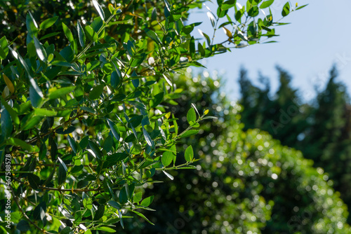 Beautiful tree Phillyrea Latifolia commonly known as Jasmine Box, Green Olive Tree or Mock Privet. Evergreen tree grows in Arboretum Park Southern Cultures in Sirius (Adler) Sochi. photo