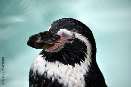 Humboldt Penguin Black and White infront of pale blue watery background