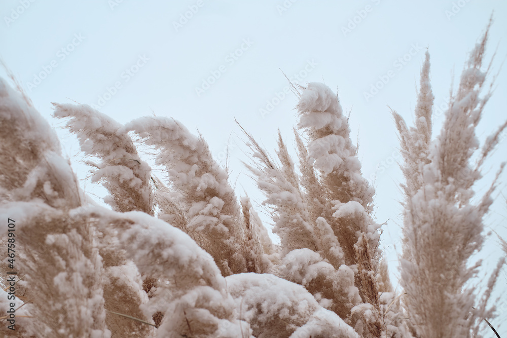 Pampas grass flower in the winter covered with snow