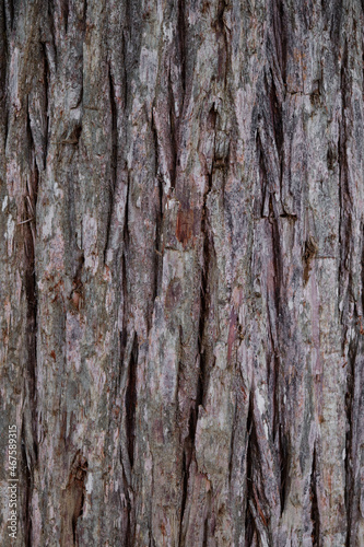 swamp cypress tree bark texture