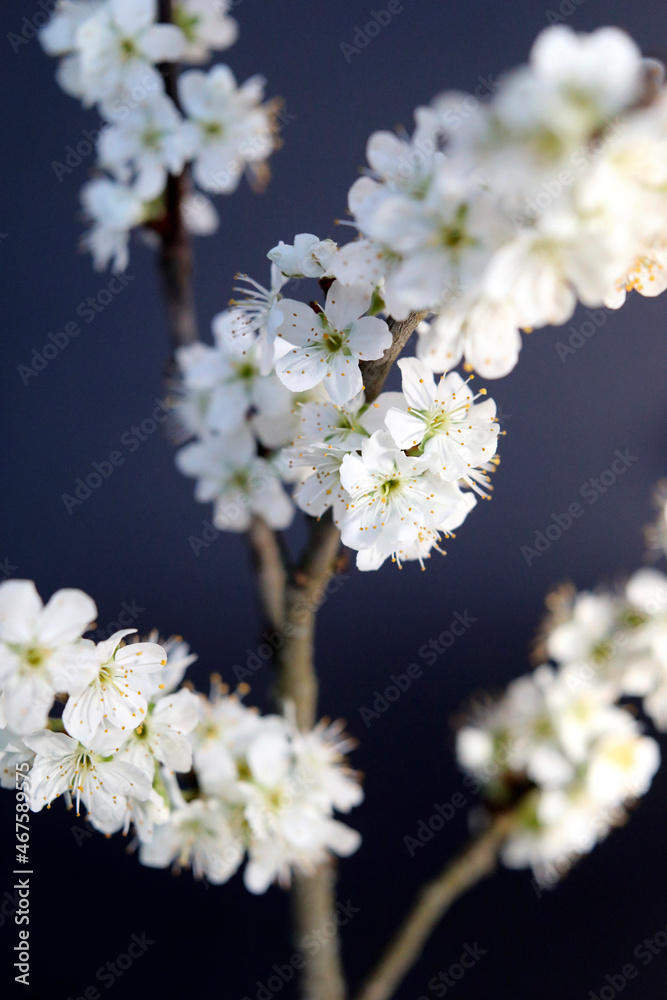 Branch with white plum blossoms, spring season close-up. Branch with white plum blossoms, spring season close-up.