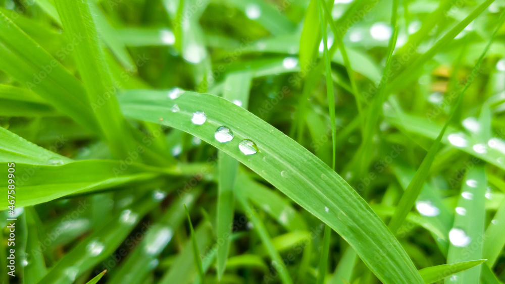 Original background. Green dense grass with dew drops, close-up with selective focus Original background. Green dense grass with dew drops, close-up with selective focus