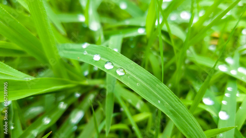 Original background. Green dense grass with dew drops, close-up with selective focus