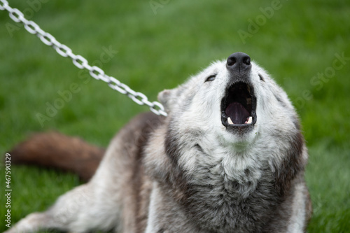 Closeup shot of an howling Alaskan Malamute chained on its neck outdoors photo