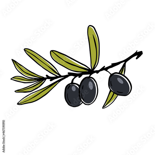 Olive tree branch with green fruits.Vector graphics.