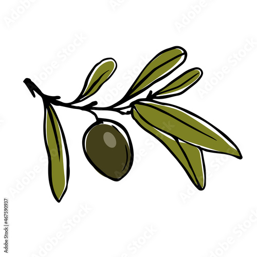 Olive tree branch with green fruits.Vector graphics.