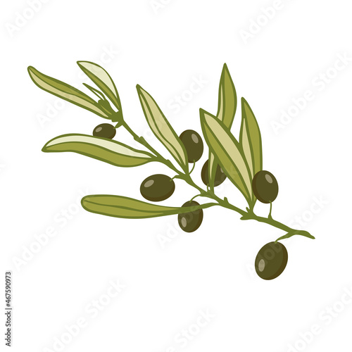 Olive tree branch with green fruits.Vector graphics.