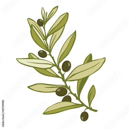 Olive tree branch with green fruits.Vector graphics.